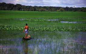 Maybe you would like to learn more about one of these? Mpf E Dpu Pedem Inicio Imediato Da Vacinacao Contra A Covid 19 Entre Povos Tradicionais Do Ap Amapa G1