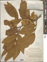 Image result for Combretum pisoniiflorum