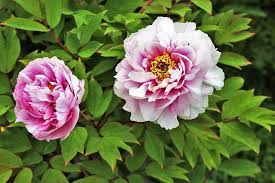 Pfingstrosen kaufen sie jetzt einfach bin blumenzwiebelnversand.de. Pfingstrose Pflanzen Vermehrung Und Die Richtige Pflege Ruckschnitt