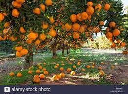 Learn organic gardening at growingyourgreens. Orange Laden Fruit Trees In An Orchard Fruit Garden Fruit Trees Garden Images