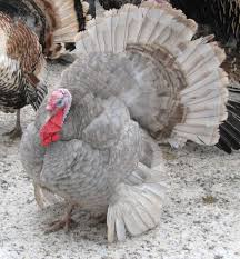 Black And White Turkey Breed Lilac Porter S Rare Heritage Turkeys Turkey Breeds Pet Turkey Turkey Bird