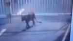 Leopard enters Gujarat secretariat, hunt