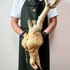 Image result for Fockea multiflora