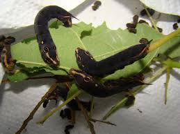 Image result for Hippotion celerio