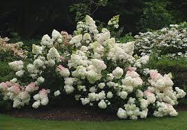 Image result for hydrangea paniculata vanille fraise