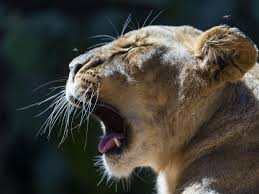 Profile Of A Lioness Yawning In 2020 Yawning Animals Yawning Animal Study