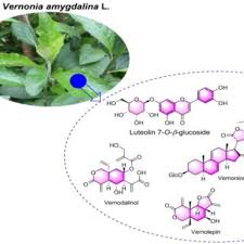 Image result for Vernonia tigna