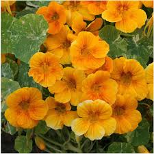 Dwarf Nasturtium Alaska Gold Tropaeolum Nanum Flower Seeds Annual Plants Nasturtium