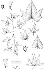 Image result for Ixora kalehensis