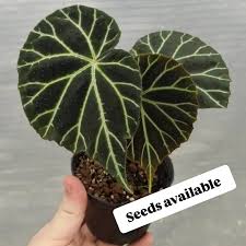 Image result for Begonia fusialata
