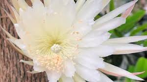 If you notice that your cactus has discolored, dry, or. Cambridge Moonflower Wait Over For Uk S First Bloom Bbc News
