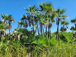 Image result for Acoelorrhaphe wrightii