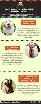 Blue ridge goldendoodle puppies points out that the breed is considered a hybrid, and as such, most major kennel clubs including akc do not register them. Goldendoodle Labradoodle Breeders Florida Labradoodle Breeders Labradoodle Labradoodle Puppy
