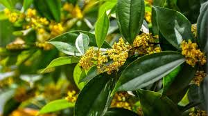 Image result for Scleria pergracilis