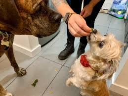 7 pegan recipes that combine the best of paleo and vegan diets. Vegan Pet Food Is Out There But Is A Plant Based Diet Good For Your Animals Cbc News