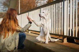 Bei menschen tut sie dies auch aber nicht so extrem. Abruf Tipps Fur Hundebesitzer So Klappen Ausfluge Ohne Leine Zooplus