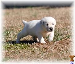 Labrador Retriever Quotes Quotesgram