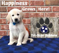 Polardor talking golden retriever, repeats what you say, plush animal electronic interactive toy, repeating singing walking and barking pet, stuffed puppy dog for kids. English Cream Golden Retriever Puppies In Nashville Tennessee