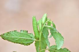 Image result for Corchorus argillicola