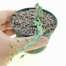 Image result for Ceropegia gracilior