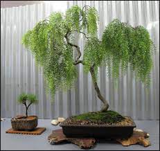 Check spelling or type a new query. Weeping Willow Bonsai Tree Care Guide Salix Repens Bonsai Tree Gardener