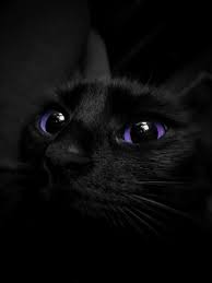 Beautiful Black Cat With Purple Eyes Joofooo Cat Colors Gorgeous Cats Cat With Blue Eyes