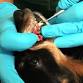 Long Beach, CA – Dog dental cleaning event image