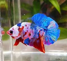Ikan cupang giant multicolor galaxy gt48. 900 Ide Candy Nemo Emerald Ikan Cupang Ikan Ikan Eksotis