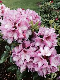 Lavender Princess Rhododendron Rainier Rhododendrons Pretty Flowers Rhododendron Flowers