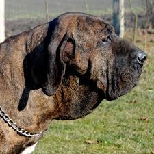 Reply notify me helpful m132917 master release. Fila Brasileiro Hacienda Mikolaja Kennel Home Facebook