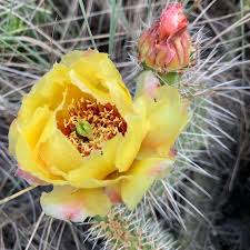 Maybe you would like to learn more about one of these? Project Plant Identification Posts Facebook