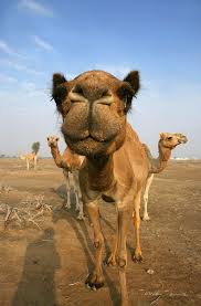 When camels do refill, however, they soak up water like a sponge. Dubai By Tazran Tanmizi 500px Animals Animals Beautiful Funny Animals