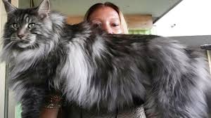 Black And White Maine Coon Cats For Sale Pin On Fav Helios Mc Cat Videos