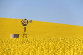 Windmills Canola Luna Park Sydney Cool Places To Visit Australian Travel