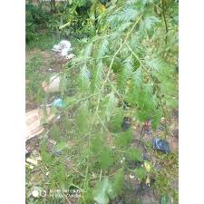 Tanahnya boleh dibuang habis 100%. Buy Pokok Podo Cucur Atap Seetracker Malaysia