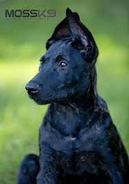 Dutch Shepherd Puppy Moss K9 Cute Baby Animal Puppy Belgian Malinois Dog Malinois Dog Dutch Shepherd Puppy