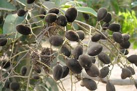 Image result for Dialium