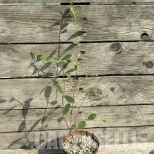 Image result for Raphionacme madiensis