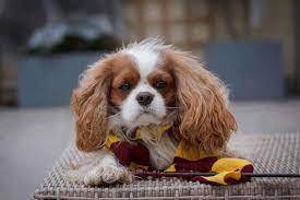 Harry potter dog name considerations. The Best Harry Potter Dog Names For Your Pooch K9 Web