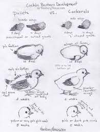 How To Distinguish Male Chicks From Female Chicks In 1 Week Old Cochins Hanbury House Chickens Backyard Chickens Baby Chickens