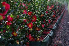 Pin On Twining Valley Nurseries