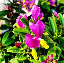 Image result for Polygala gazensis