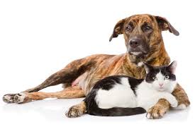 Having a cat brings the same positive effects as dogs. Introducing A New Dog To The Resident Cat National Service Animal Registry