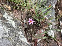 Image result for Romulea camerooniana