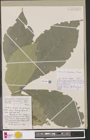 Image result for Vepris grandifolia