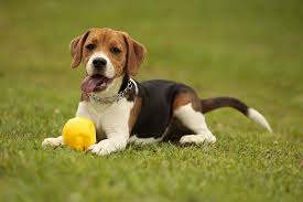 Ovvio che il beagle vive molto bene anche in spazi aperti, e può correre e passeggiare in campagna per ore senza stancarsi. Cane Beagle Carattere Alimentazione E Prezzi Notizie Animali