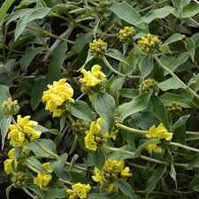 Image result for Oxygonum fruticosum