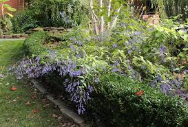 Image result for Isodon