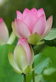 Pin By Halah Omar On Nature S Magic Lotus Flower Art Lotus Plant Beautiful Flowers