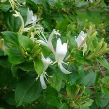 Vendita online pianta kunzea, arbusto sempreverde, con foglie piccole di color grigio verde, produce fiori di color rosso vendita online pianta scleranthus. Lonicera Caprifolium Vendita Piante Online Letuepiante